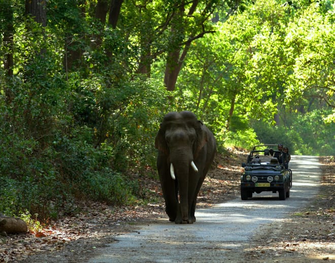 Jim Corbett National Park Package Image