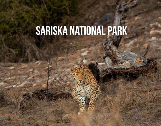 Delhi to Sariska - A Perfect Weekend Getaway From Delhi Image