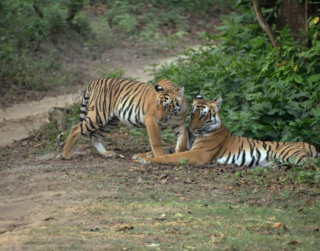 Delhi to Sariska - A Perfect Weekend Getaway From Delhi Image