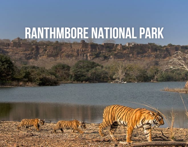 Ranthambore National Park Safari Image