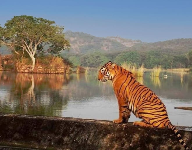 Ranthambore National Park Safari Image