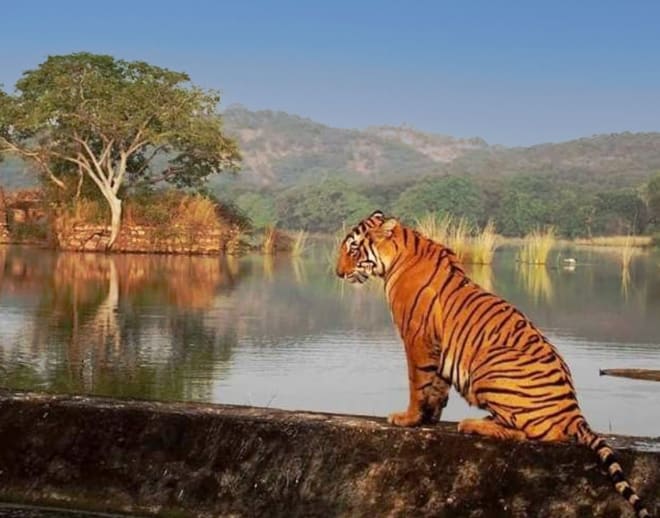 Ranthambore National Park Safari Image