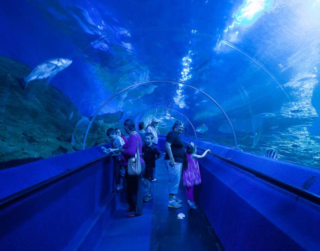 The Aquarium of Western Australia Tickets, Perth Image