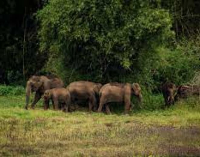 Safari in a Jeep at Tholpetty Wildlife Sanctuary Image