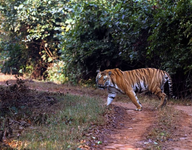 Nagzira Wildlife Sanctuary Image
