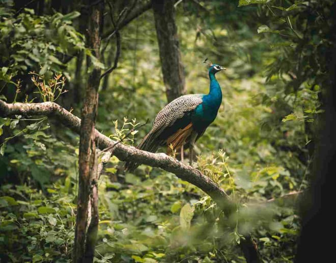 Nagzira Wildlife Sanctuary Image