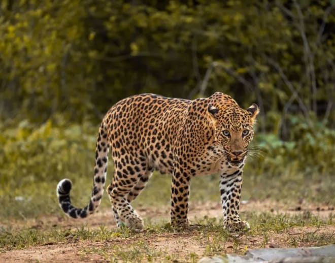 Book Panna National Park Wildlife Safari Image