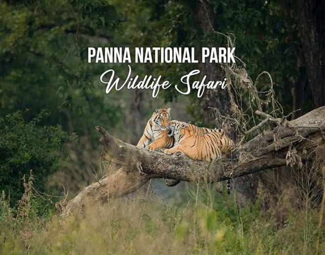 Book Panna National Park Wildlife Safari Image