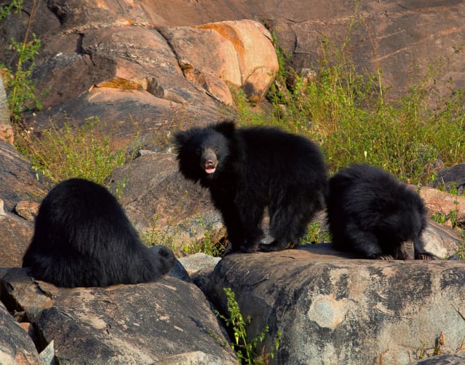 Book Panna National Park Wildlife Safari Image