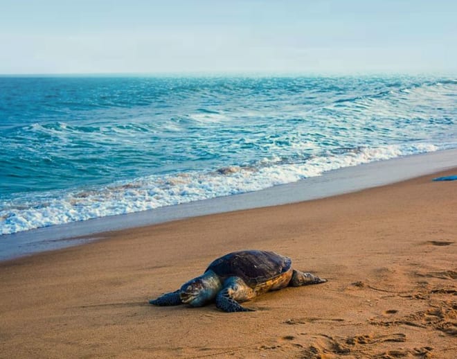 Anjarle Turtle Festival 2024 Image