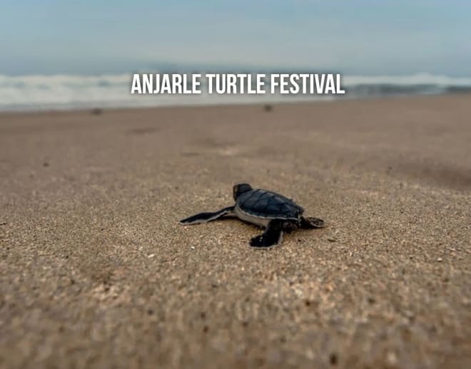 Anjarle Turtle Festival 2024 Image