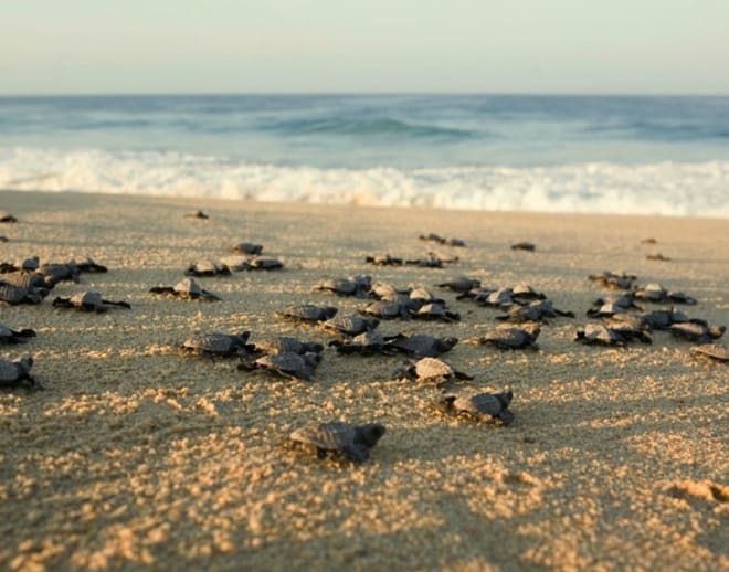 Anjarle Turtle Festival 2024 Image