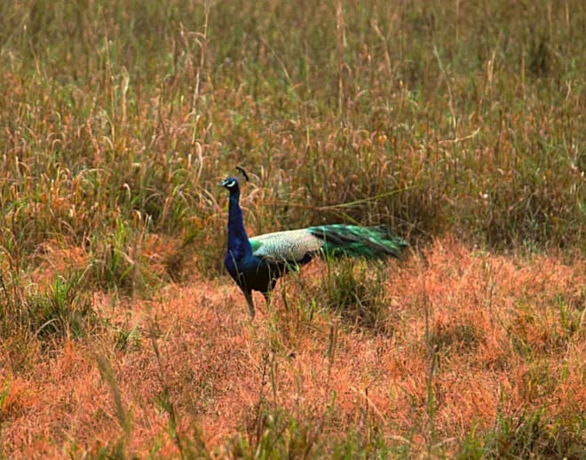 Maharashtra nature park Tour Image