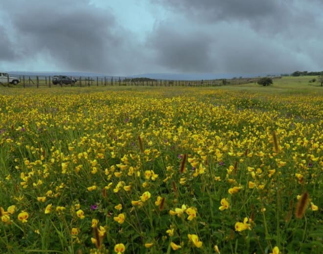 Kaas Plateau, Thoseghar, Sajjangad Tour Package from Pune Image