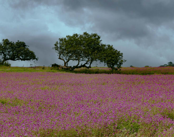 Kaas Plateau, Thoseghar, Sajjangad Tour Package from Pune Image