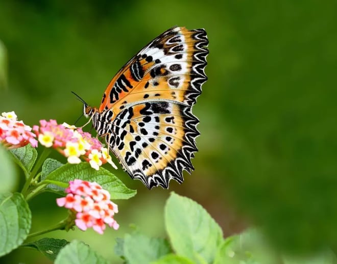 Book Tickets to Butterfly Walk at Thane Image