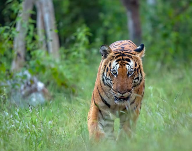 Bandipur Tiger Reserve and Bandipur National Park Image