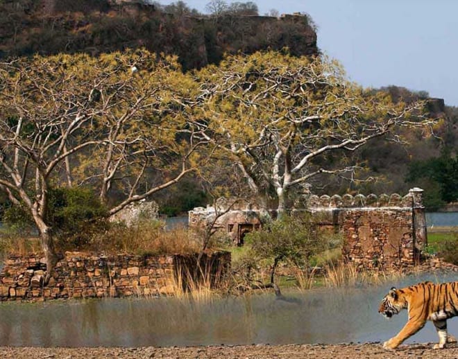 Ranthambore Tiger Safari From Jaipur by Car Image