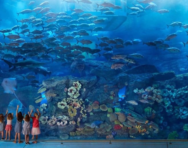 Dubai Aquarium & Underwater Zoo Tickets With Penguin Cove Exploration Image