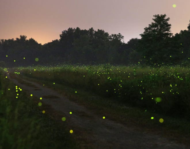 Bhandardara Camping Fireflies Image