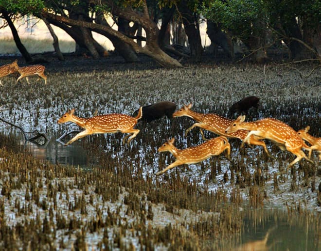 Sundarban Tour Package At Best Price(3 Days/ 2 Night) Image