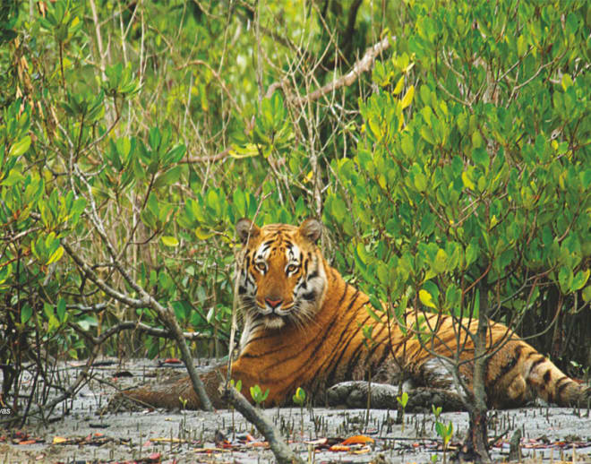 Sundarban Tour Package At Best Price(3 Days/ 2 Night) Image