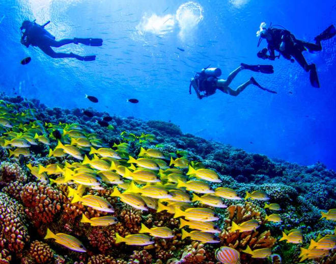 Scuba Diving in Hyderabad Image