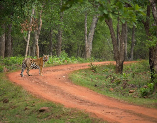 Tadoba Andhari Tiger Safari With Stay, Chandrapur Image