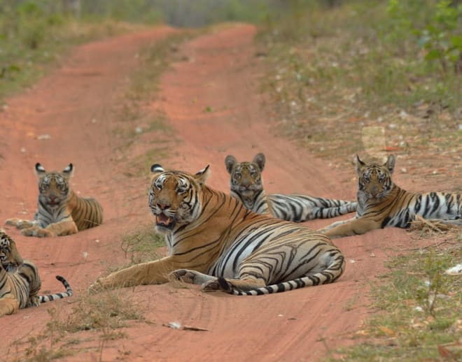 Tadoba Andhari Tiger Safari With Stay, Chandrapur Image