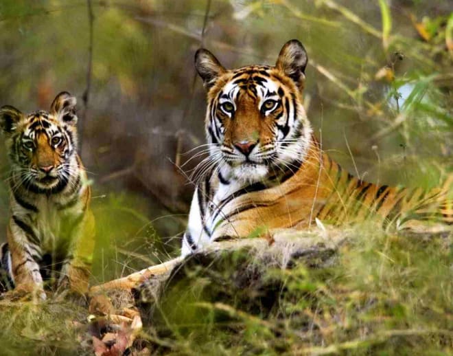 Tadoba Andhari Tiger Safari With Stay, Chandrapur Image