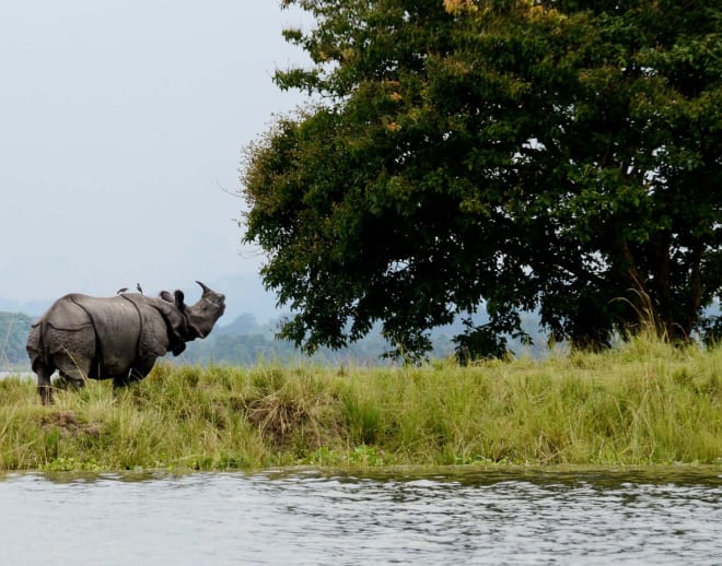 Kaziranga National Park Jeep Safari Image