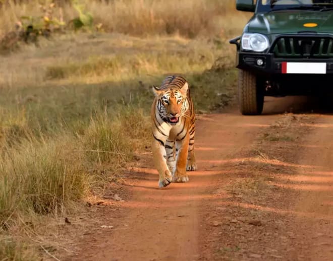 Jim Corbett Jeep Safari Ramnagar Image