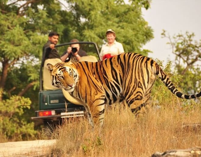 Private Ranthambore Tiger Safari Image