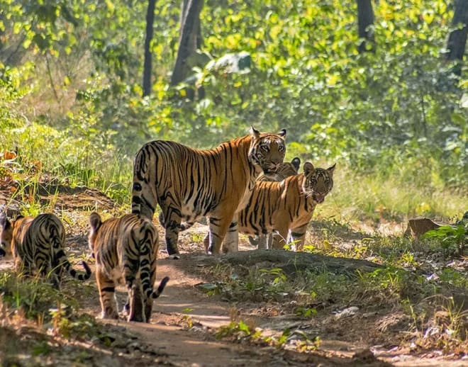 Tholpetty Wildlife Sanctuary Jeep Safari Image