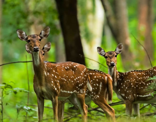 Tholpetty Wildlife Sanctuary Jeep Safari Image