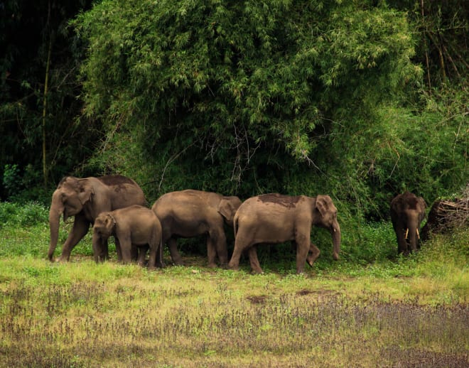 Tholpetty Wildlife Sanctuary Jeep Safari Image