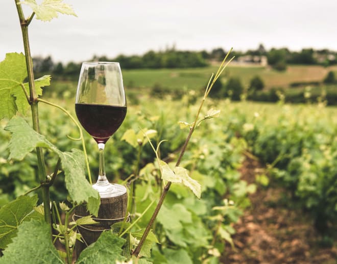 Wine Tour At Nandi Hills Image