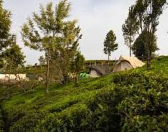 Camping by Tea Gardens Ooty Image