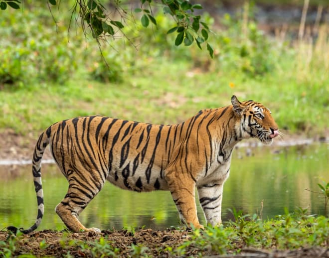 Muthanga Wildlife Safari, Wayanad Image