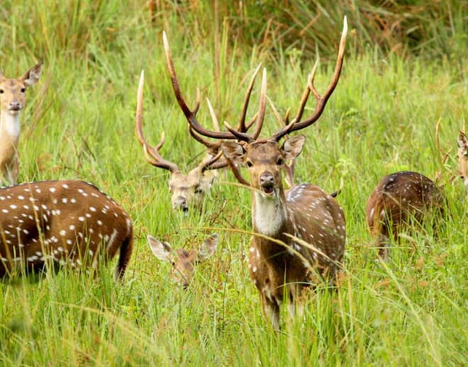 Muthanga Wildlife Safari, Wayanad Image