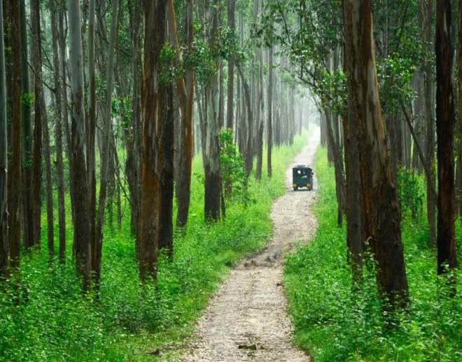 Muthanga Wildlife Safari, Wayanad Image