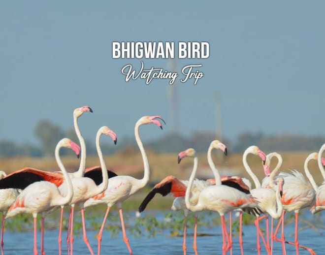 Bhigwan Bird Watching Trip with Camping Image