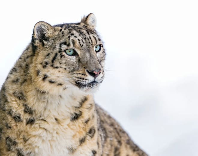 Snow Leopard Safari, ladakh Image