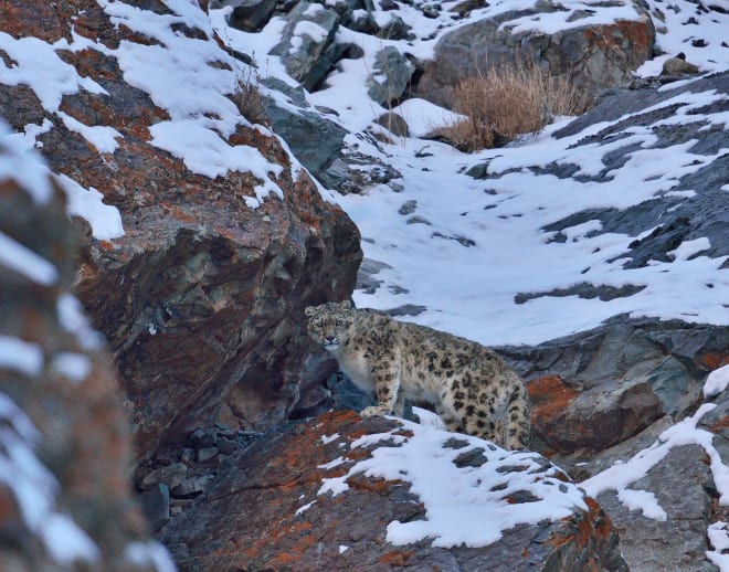 Snow Leopard Trek Ladakh Image