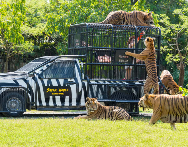 Safari World Bangkok Tickets Image