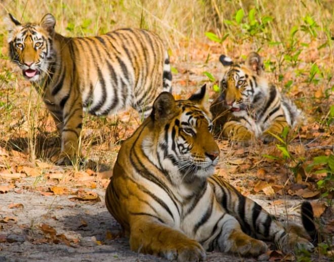 Tour to the Golden Triangle With Ranthambore Image