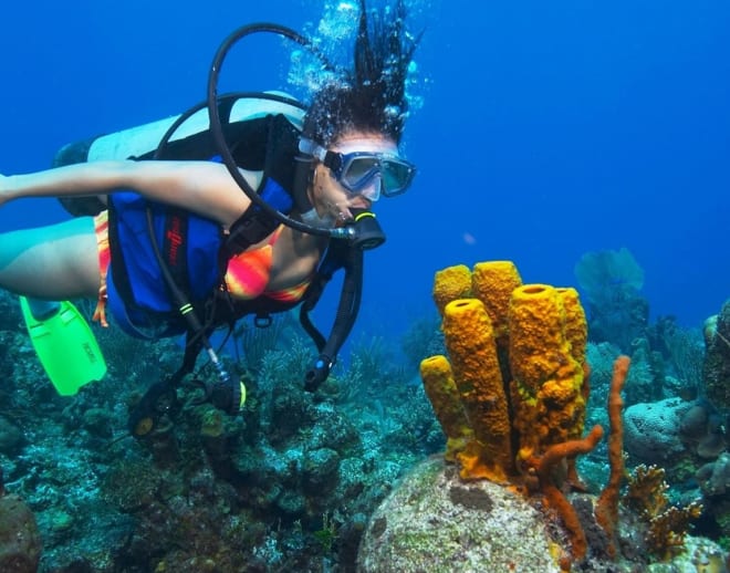 Scuba Diving in Malvan Image