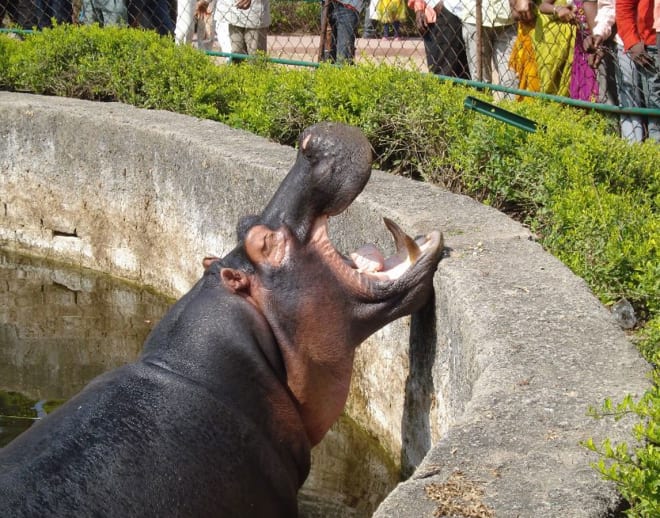 Nehru Zoological Park Image