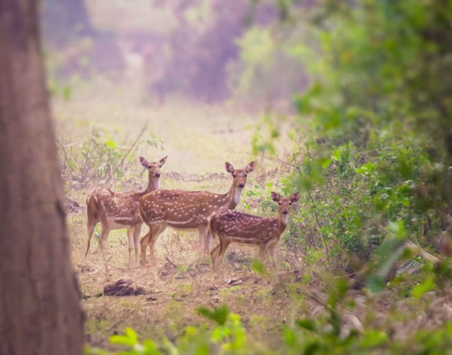 Jim Corbett Trip 2024 Image