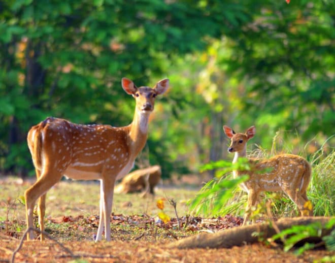 Jim Corbett Trip 2024 Image